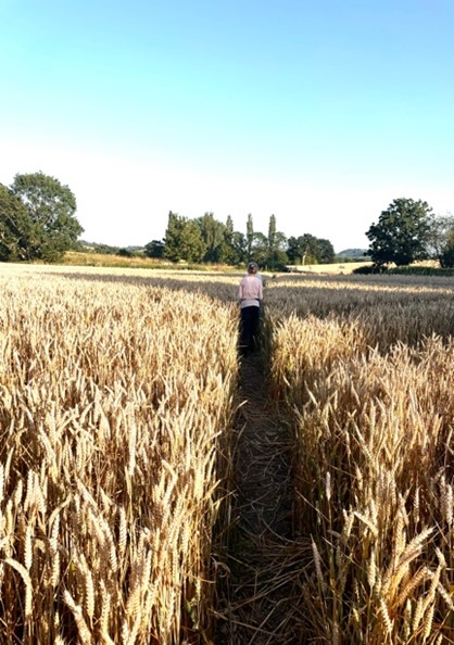 A woman walking along a path through a field of wheat towards poplar trees in the distance